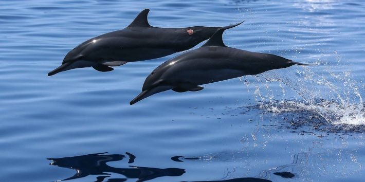 В оккупированной Кирилловке дельфин устроил заплыв (видео)