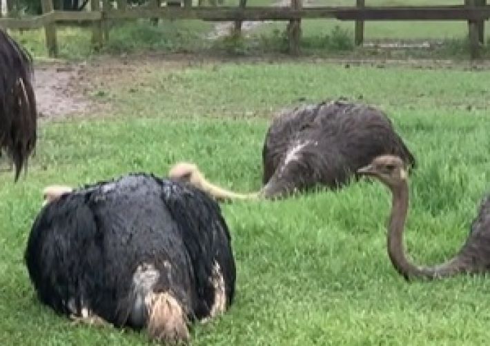 В Мелитополе в зоопарке от "разрыва сердца" погибло уже три страуса (видео)