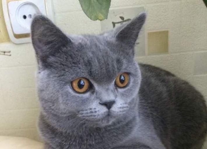 В Мелитополе кошку, пристроенную в "хорошие руки", продают на ОЛХ (фото)