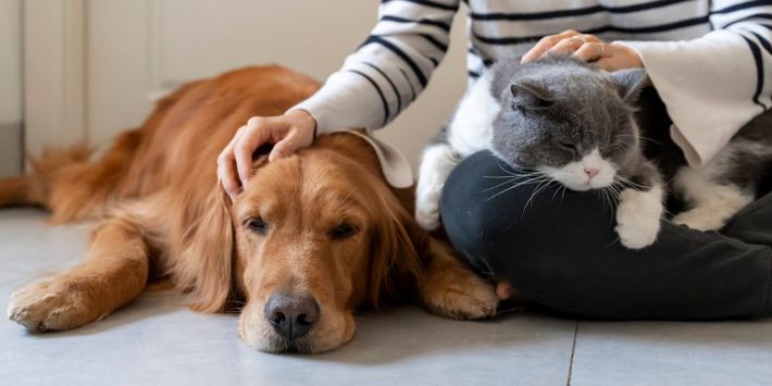 Как в стрессовой ситуации собака может помочь хозяину – рассказал кинолог Владислав Плахтий