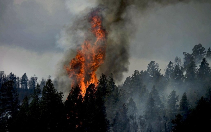 В России пылает: лесные пожары в РФ за неделю увеличились в 2,5 раза