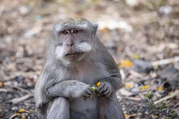 В ВОЗ сказали, может ли мутировать обезьянья оспа, встревожившая мир