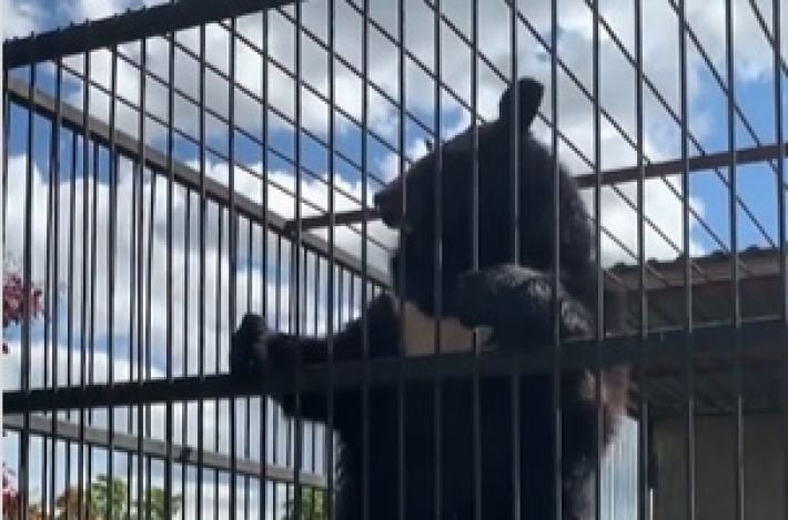 В Мелитополе медведица Верочка удивляет акробатическими этюдами (видео)