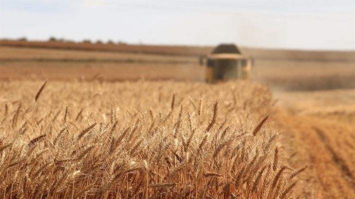 Запасов пшеницы в мире осталось всего на 10 недель из-за развязанной Россией войны