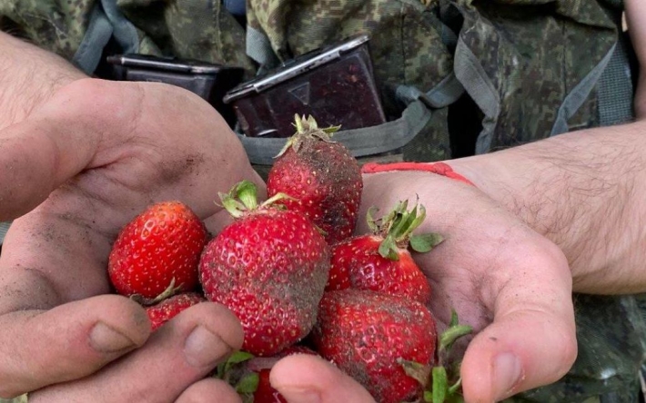 "Рашо-гастробайтеры": оккупанты на Херсонщине нанимаются в местные собирать клубнику (фото)