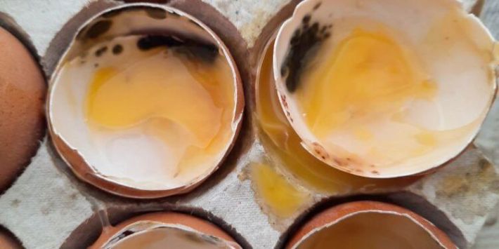 Тухлые яйца в продпайке – в Запорожье скандал с гуманитарной помощью набирает оборотов (фото)