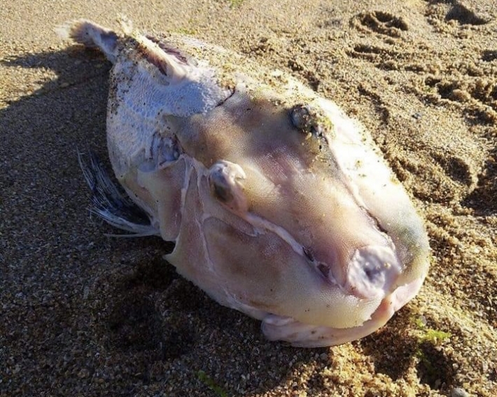 Оккупанты погубили редкий вид рыб в Азовском море
