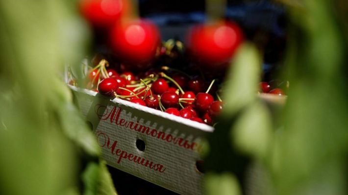 В Мелитополе продают черешню по запредельно низкой цене (фото)