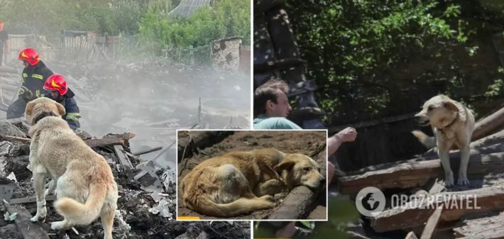 Пес ждет хозяев возле разрушенного дома в Константиновке: в сети показали трогательные фото