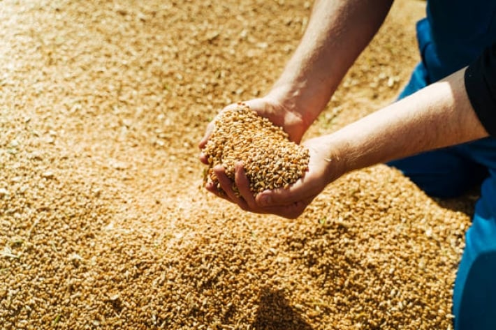 Сколько зерна было украдено росармией из Запорожской области