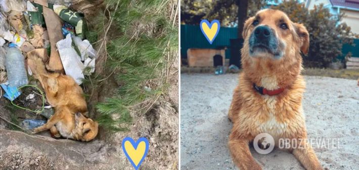 На Киевщине в яме с мусором нашли заминированного пса: его пытаются спасти (Фото)