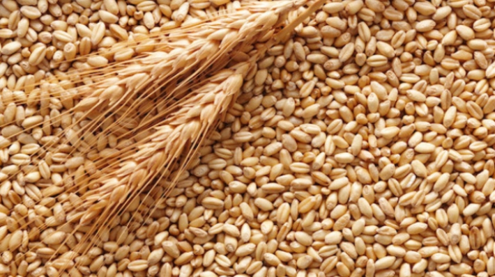 В Запорожской области соберут 400 тысячи тонн зерна