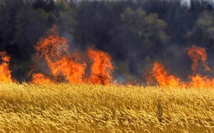 В Запорожской области из-за попадания снаряда выгорело поле пшеницы (фото)
