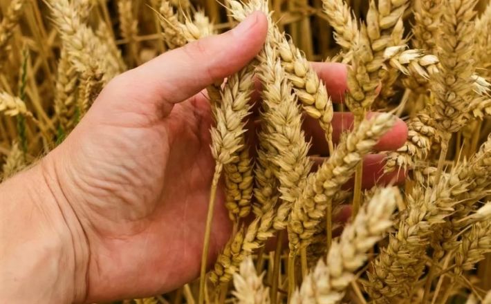 Цена пшеницы не покрывает даже расходы на дизель - Каким будет урожай в Запорожской области