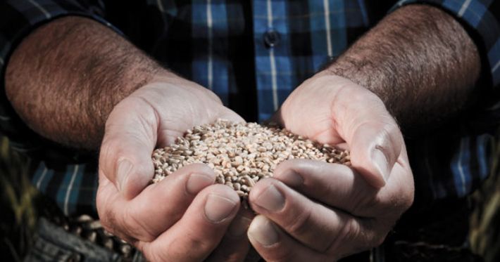 Мелитопольским фермерам предложили бесплатно зарегистрироваться у оккупантов, чтобы сдавать зерно за копейки