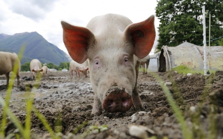 В приграничной с Россией области в реке обнаружили труп свиньи: она болела африканской чумой