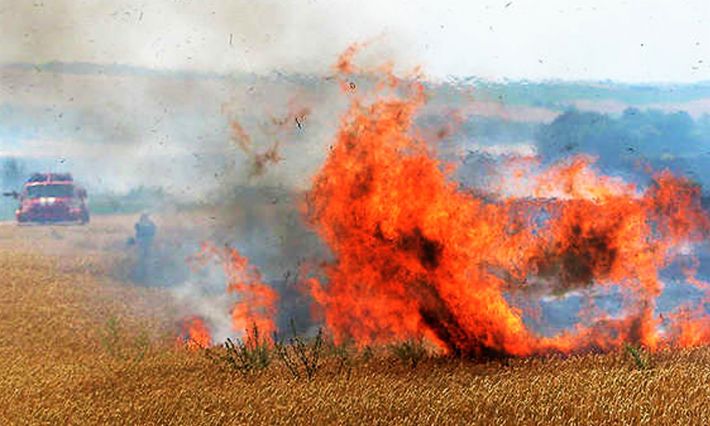 В Запорожской области из-за российских обстрелов загорелось поле пшеницы