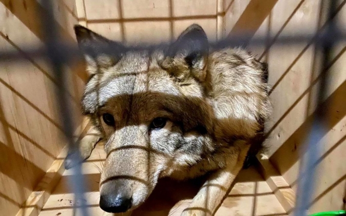 У російському Дагестані вовк напав на двох хлопчиків: роздерте тіло одного з них знайшли на болоті