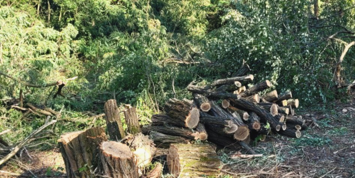 В Запорожской области "черные" лесорубы уничтожили деревьев на четверть миллиона гривен (фото)