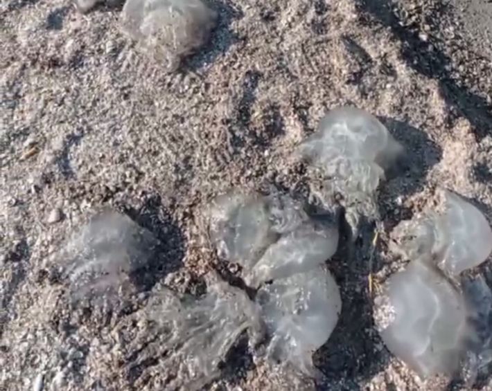 В Алтагире медузы оккупировали берег моря (видео)