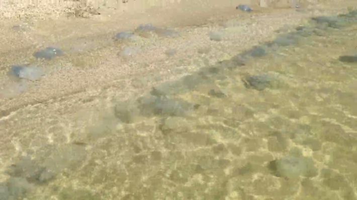 В Кирилловке отдыхающих мало, а берег моря усеян медузами (видео)