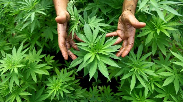Жительница Запорожья на своем участке разводила элитные сорта марихуаны (фото)