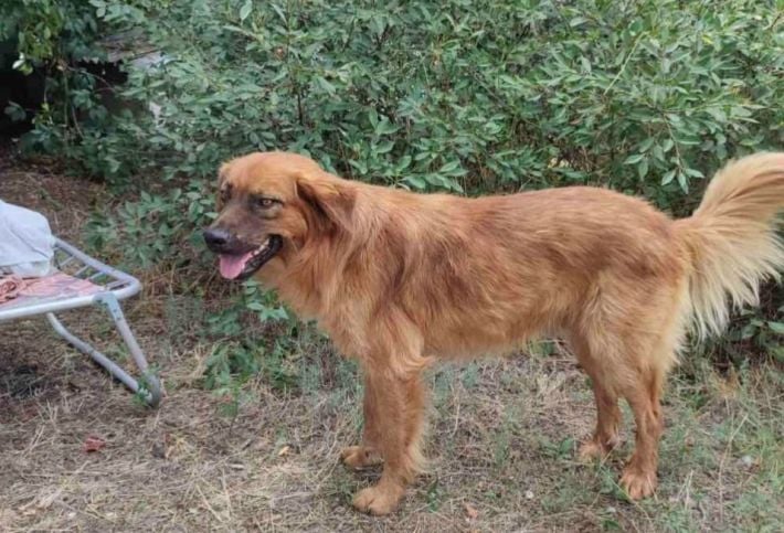 В Мелитополе ищут хозяина породистому псу (фото)