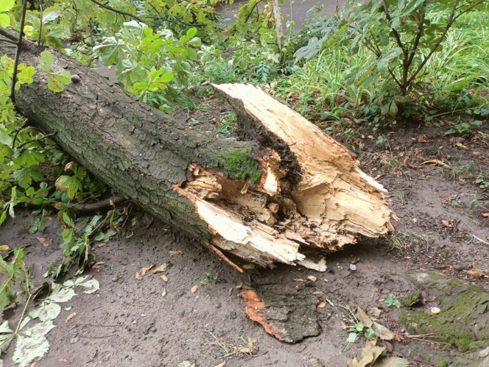 Из-за непогоды в Запорожье дерево повредило автомобили (фото)