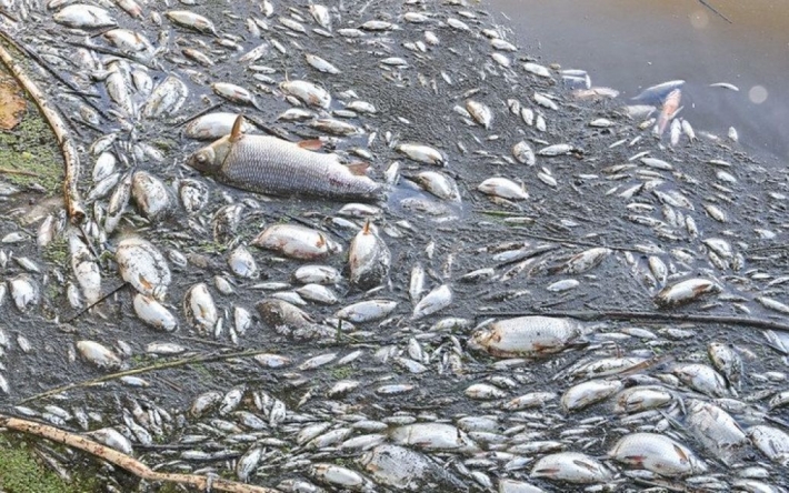 В реке на границе Польши и Германии массово вымерла рыба: в чем причина