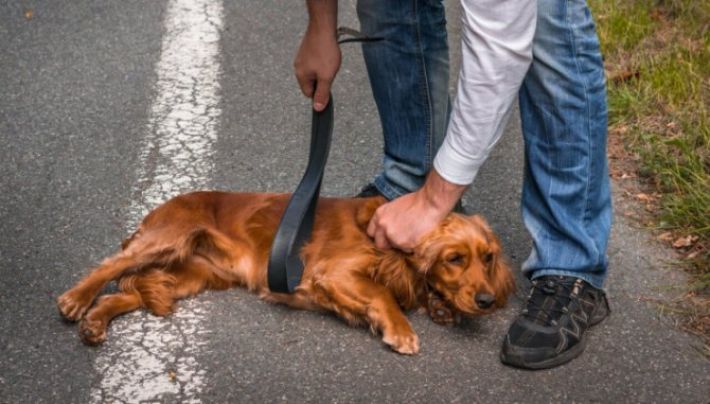 В Запорожье пьяный парень избил собаку