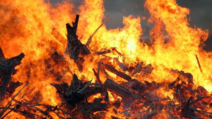Россия пылает: в Ростовской области разгорелся масштабный лесной пожар (видео)