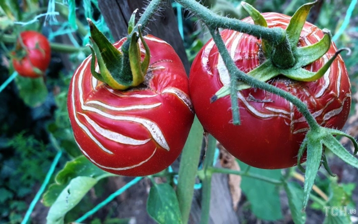 Садові експерти розповіли, як запобігти розтріскуванню помідорів