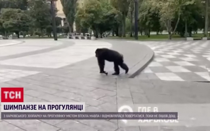 В Харькове шимпанзе разгуливала по городу, но дождь заставил помчаться назад в зоопарк