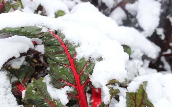 Зимний огород: какие овощи можно выращивать в холодное время года
