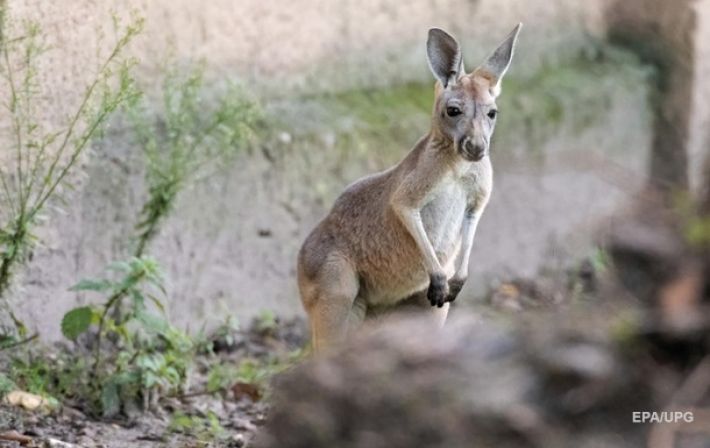 В Австралии кенгуру впервые почти за 100 лет убил человека