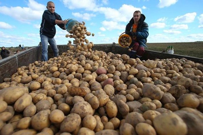 Гауляйтери обіцяють завезти до Мелітополя картоплю з Росії (фото)