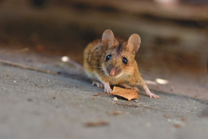 Топ-4 натуральных средства, отпугивающих мышей в доме