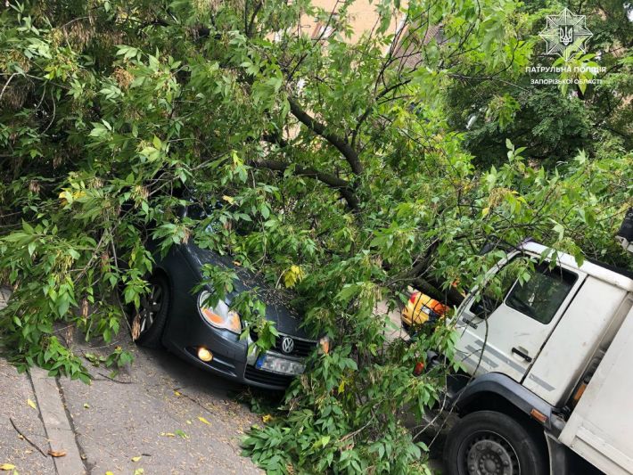 В Запорожье водитель фуры без документов въехал в дерево (фото)