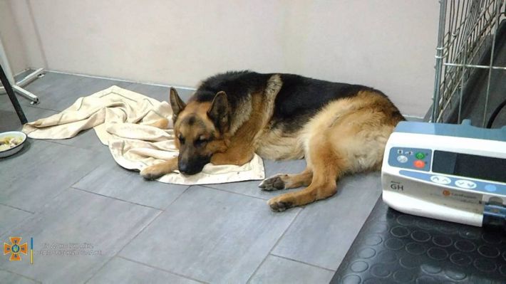 Стало известно о состоянии спасенного из-под завалов запорожской гостиницы пса (фото)