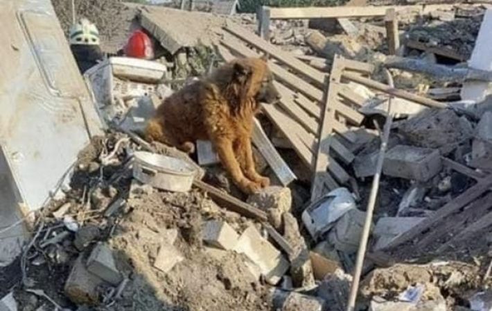 Выжил только пес: при ракетном ударе по Днепру погибла семья защитника