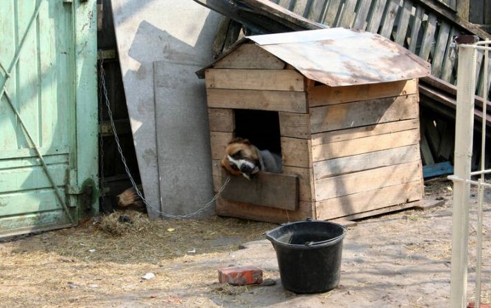 Их собачье дело: оккупанты раскрыли в Мелитополе очередное "резонансное преступление" (фото)