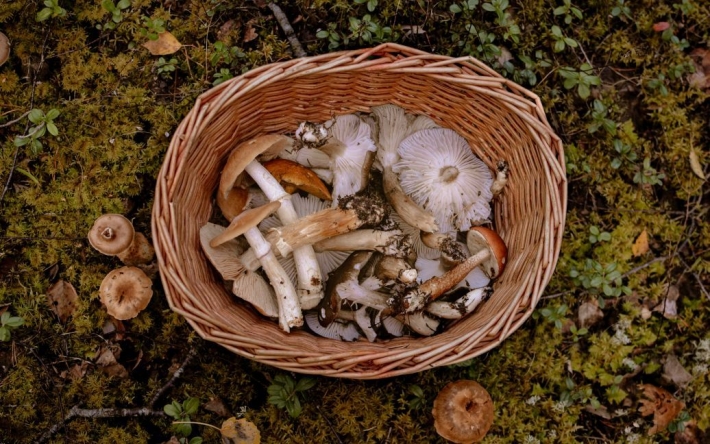 Десять основних ознак, які відрізняють отруйні гриби від їстівних