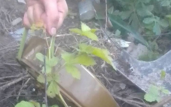 У лісі на Київщині знайшли протитанкову міну, яка 