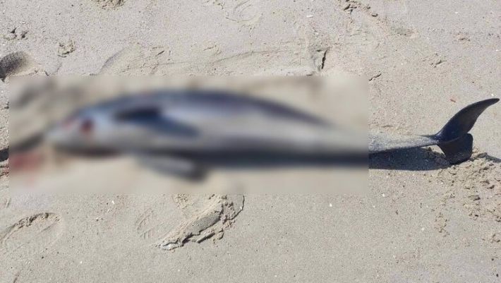 Около 50 тысяч дельфинов погибли в Черном море из-за войны. ФОТО