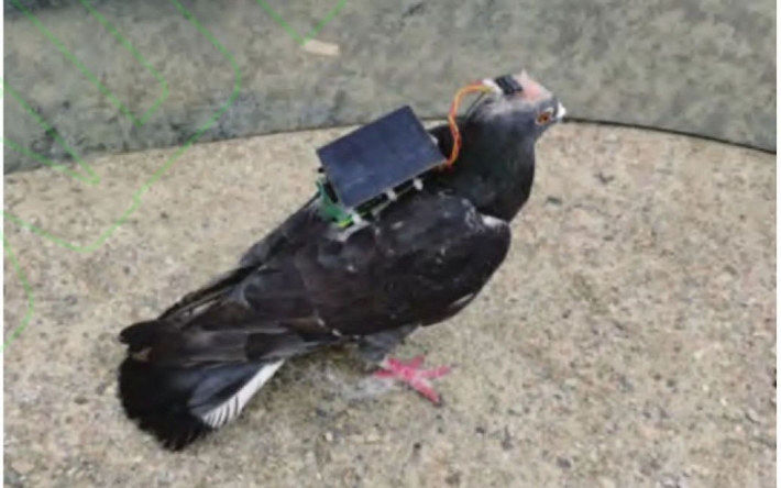 "Боевые" голуби: ученым удалось вживить чип в голову и управлять полетом животного (фото)