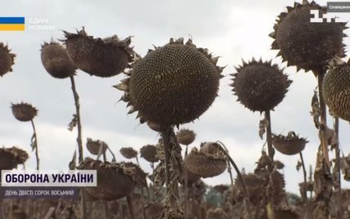 Аграрии из-за дождей не успели собрать урожай и посеять пшеницу: чем это чревато для Украины