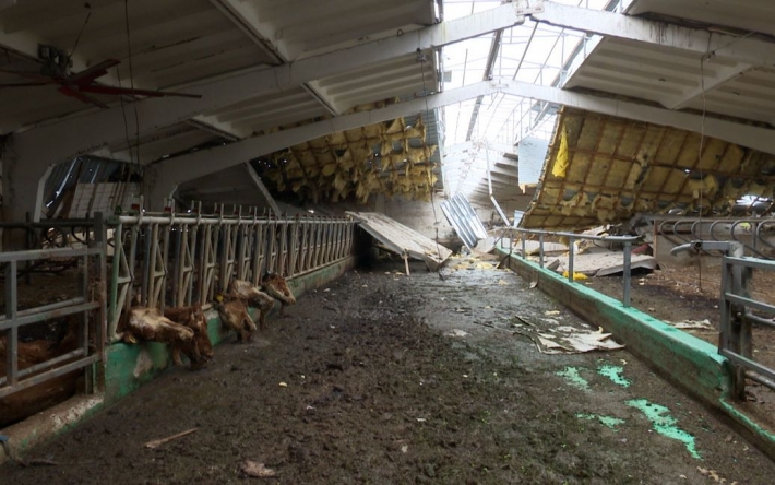 Ферму перетворили на морг, повсюди розкидані туші: окупанти на Харківщині вбили 2 тисячі корів (відео)