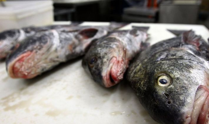 В сети показали цены на свежую рыбу в Мелитополе (фото)