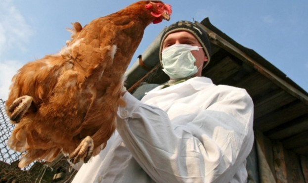 В  Бердянский район «прилетел» птичий грипп