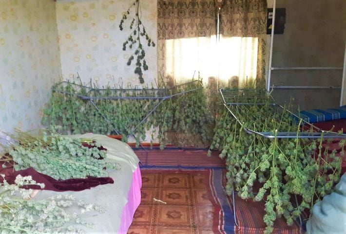 Хорошо устроился: житель Запорожья собрал наркотических средств на сумму более 5 миллионов гривен (фото)